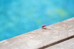 Los insectos en la piscina pueden ser un problema muy molesto