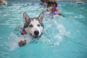 Tenemos que vigilar constantemente a nuestras mascotas en temporada de piscina