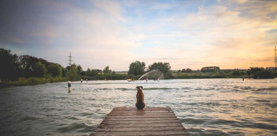 Tres piscinas públicas para tu mascota