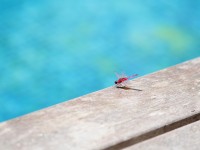 Cómo evitar insectos en la piscina