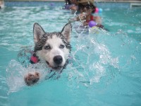 Peligros en la piscina para tu mascota
