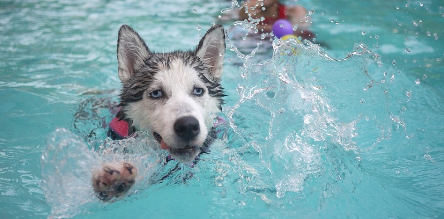 Peligros en la piscina para tu mascota