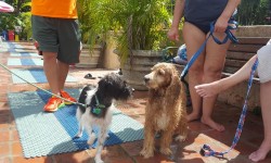 Los perros también nadan