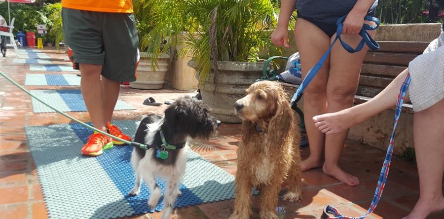 Los perros también nadan