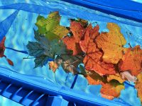 Cómo limpiar una piscina