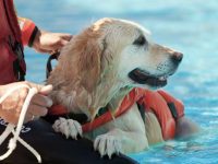 ¿Puede bañarse un perro cachorro en la piscina?